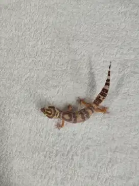 Gecko BB TA Male