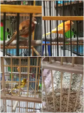 Di jual murah burung kenari 3 ekor 750 rb