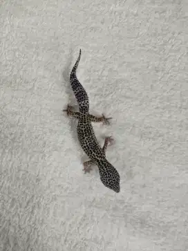 Gecko Black Night Male