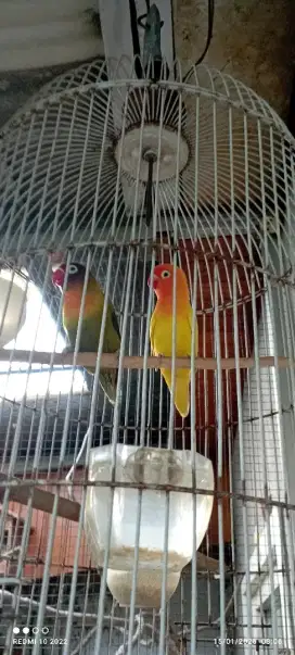 jual burung lovebird sepasamg 250 rb