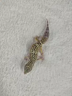 Gecko Tempered Male