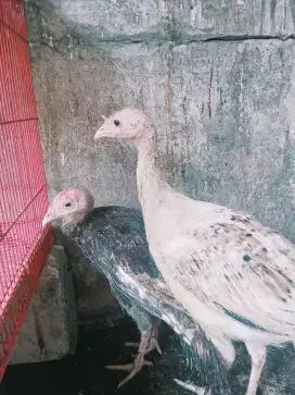 jual ayam kalkun