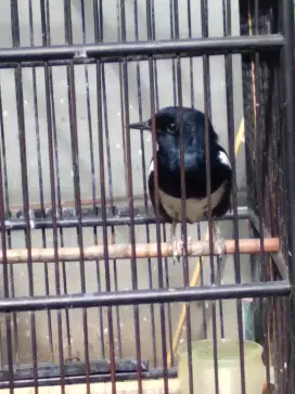 Kacer burung sama kandang