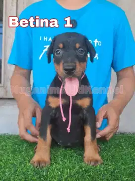 Anjing Doberman Anakan puppies Betina Top Bloodline