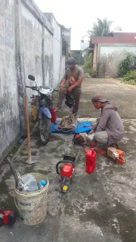 Tebang pohon senso