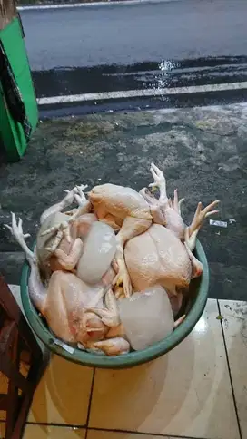 Ayam Potong Segar