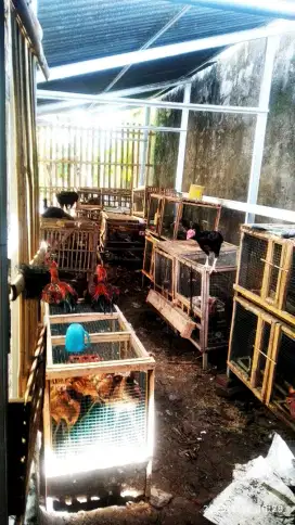 AYAM KAMPUNG AREA SLEMAN