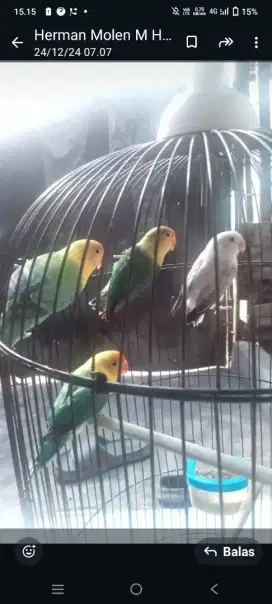 Burung Lb warna bagus bagus dijual satuan