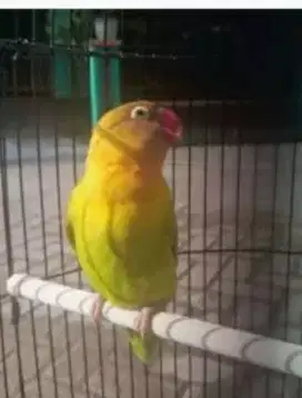 Burung Lovebird warna PASKUN Pastel Kuning.