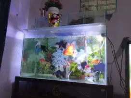 aquarium 60x30x30