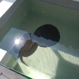 Freshwater Stingray