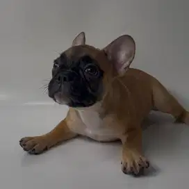 ANAK ANJING FRENCH BULLDOG / FRENCHIE