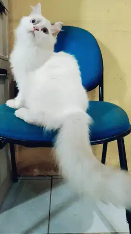 Kucing Ragdoll Jantan