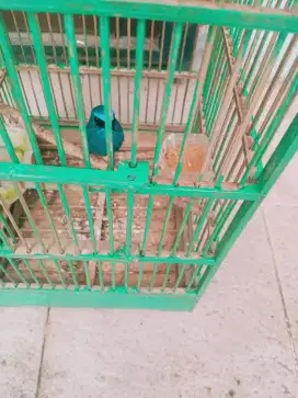 Jual burung tledekan biru