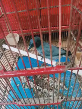 Jual burung kepodang sunggu