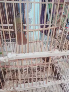 Jual burung jenggot medan