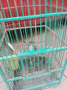 Jual burung merbah