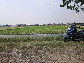 Tanah sawah pinggir jalan murah harga tiada lawan