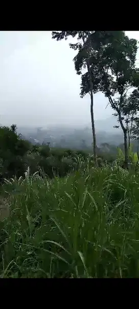 Tanah Kebun Sengon Di Nongkojajar Tutur Purwodadi