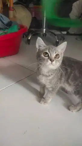 Lepas Adopt Kitten Persia Betina Abu Mix Belang