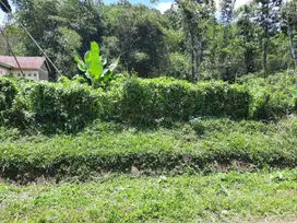 Tanah pekarangan murah strategis bumijawa guci tegal dkt slawi brebes