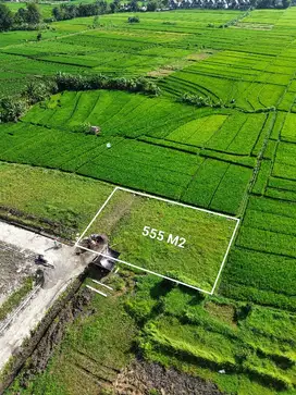 Tanah 555m2 super bagus area villa view ricefield - kedungu - Tabanan