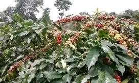 Tanah kebun kopi Cianjur akses msk truk besar