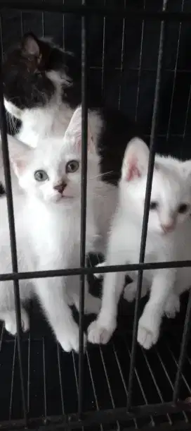 Lepas adopsi anak kucing anggora