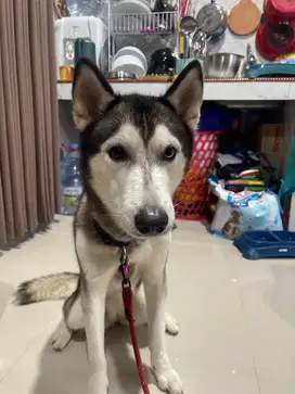 Anjing husky 2 tahun betina,stambum