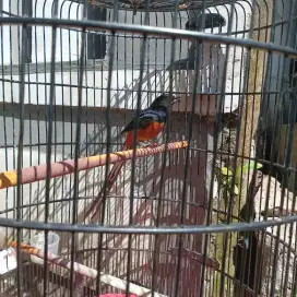 Burung Murai Batu