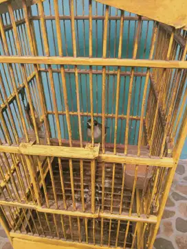 Jual burung opior paruh tebal