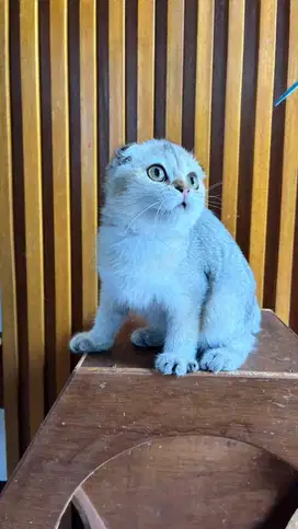 Scottish fold ( triplefold )