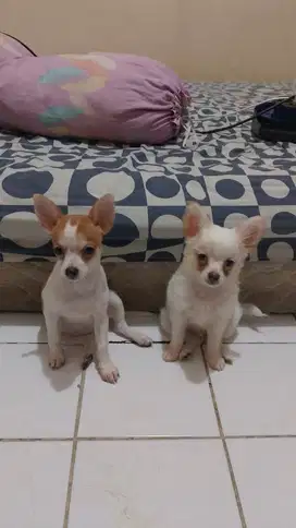 Chihuahua Asli 6 Bulan, Bukan Campuran