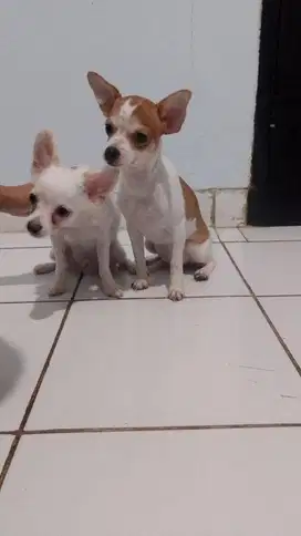 Chihuahua Asli 10 Bulan, Bukan Campuran