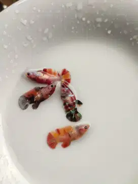 Ikan cupang betina plakat koi