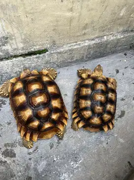 Sulcata tortoise betina