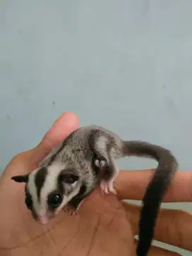 Sugar glider baby