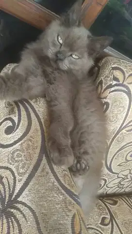 Persia longhair
