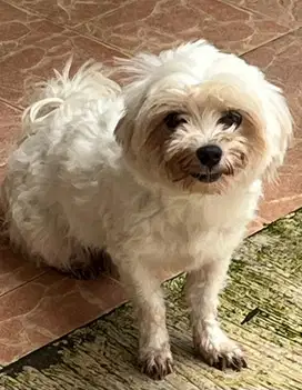 Maltese stambum manja