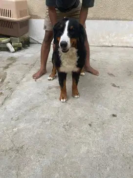 Indukan Bernese Mountain Dog