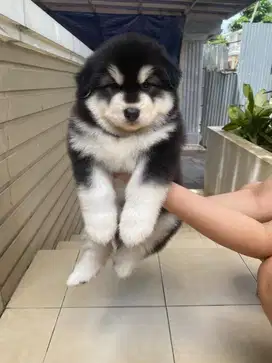 Alaskan Malamute