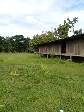 Tanah siap pakai cocok untuk usaha ayam pedaging di mondokan sragen