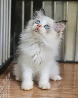 Ragdoll betina gembul