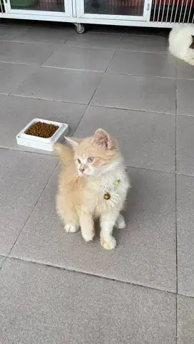 Kucing Persia Jantan