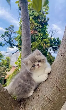 Kucing british shorthair