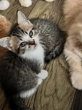 Anak kucing persia mix domestik