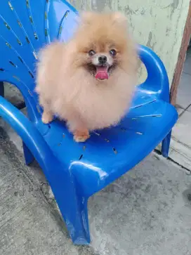 mini pom jantan 2 tahun