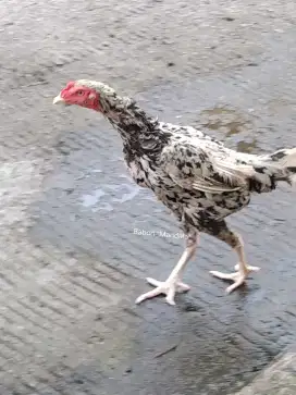 Ayam Biang Babon blorok Bangkok x Shamo patok kaki putih bersih tembus