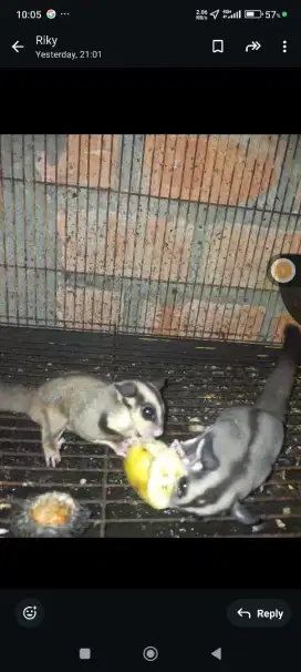 Sugar glider Joey 1 jantan 2 betina