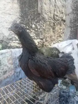 AYAM CEMANI PAMULANG